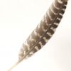 Natural Turkey Feather